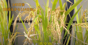 145日自耕農 種出4碗白飯-職人選物