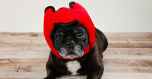 狗勾用的無線降噪耳機-職人選物