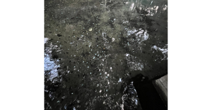 神社呼籲遊客別再丟硬幣到噴泉裡 許願運氣也不會變好-職人選物