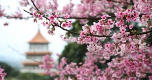 2024新北淡水天元宮櫻花季:開花時間、花期資訊、大眾運輸交通、接駁車、花況查詢-職人選物