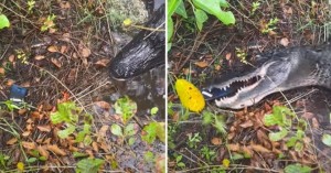 鱷魚示範手機吃起來有多麼嘎蹦脆-職人選物