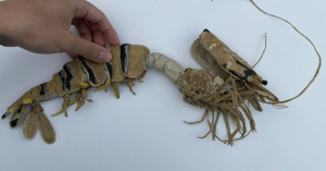 煮了也不會變紅 紙製黑虎蝦簡直紙雕藝術天花板-職人選物