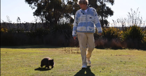 澳州徵求袋熊保姆可以每天帶牠們散步-職人選物