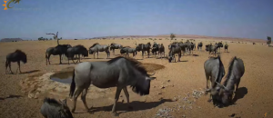 沙漠動物茶水間直播秀 滿足人類偷窺慾望-職人選物