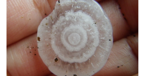 原來冰雹的切面像朵花-職人選物