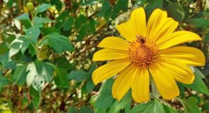 2024重陽節拜拜懶人包:祖先與地基主拜拜時間、準備供品、重陽節習俗與禁忌整理-職人選物