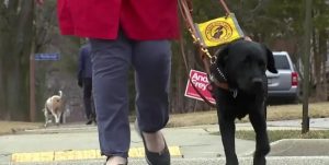 Lyft 將於 2025 年北美推出導盲犬搭乘服務功能-職人選物